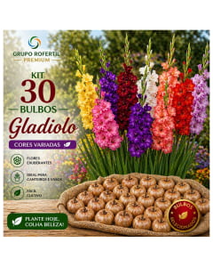 Kit 30 Bulbos de Gladiolo Cores Sortidas Flores Ornamentais Para Jardim Kit 30 Bulbos de Gladiolo Cores Sortidas Flores Ornamentais Para Jardim